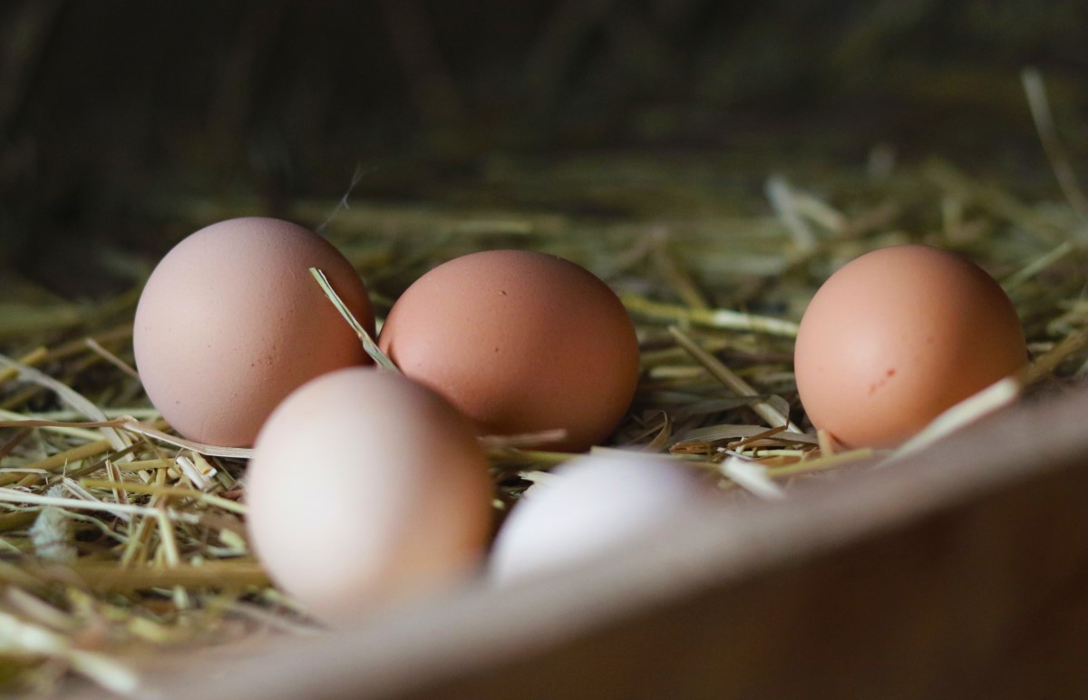 Jaja kurze z wolnego wybiegu leżące na ściółce