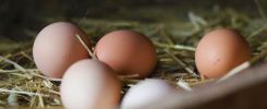 Jaja kurze z wolnego wybiegu leżące na ściółce